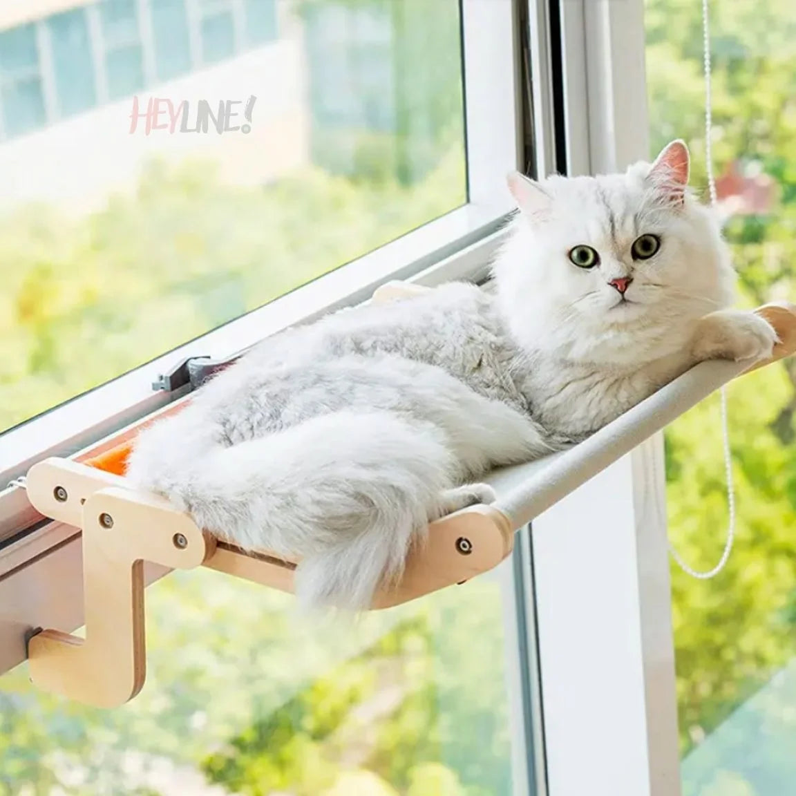 RELAX CAT 😻👑