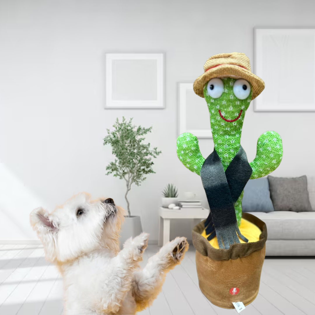 CACTUS BAILARÍN 🌵
